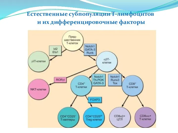 Естественные субпопуляции Т-лимфоцитов и их дифференцировочные факторы