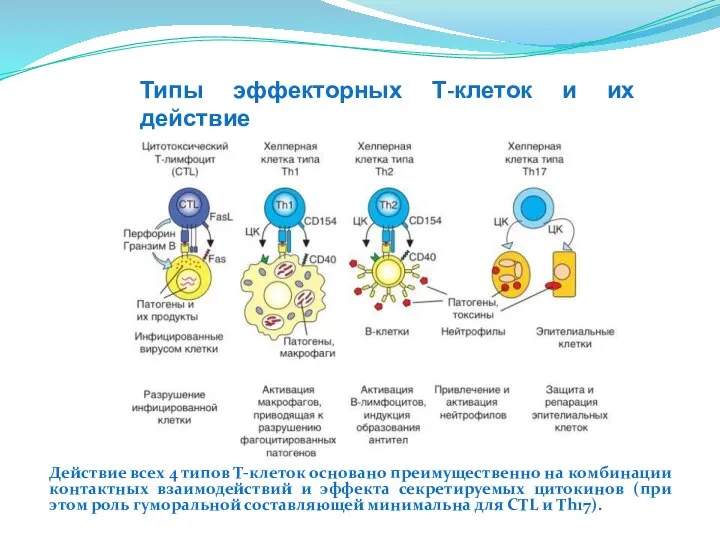 Типы эффекторных Т-клеток и их действие Действие всех 4 типов Т-клеток