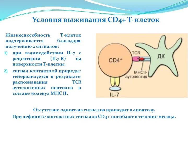 Жизнеспособность Т-клеток поддерживается благодаря получению 2 сигналов: при взаимодействии IL-7 с