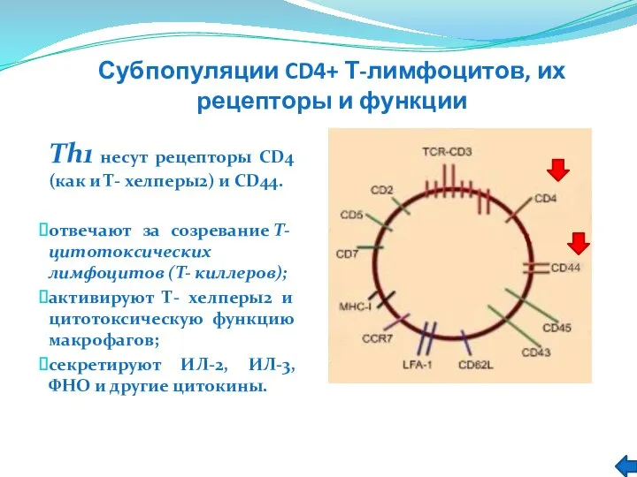 Субпопуляции CD4+ Т-лимфоцитов, их рецепторы и функции Тh1 несут рецепторы CD4