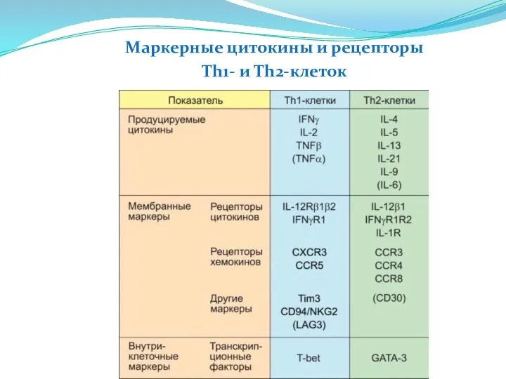 Маркерные цитокины и рецепторы Th1- и Th2-клеток