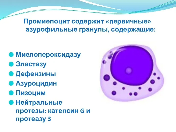 Миелопероксидазу Эластазу Дефензины Азуроцидин Лизоцим Нейтральные протезы: катепсин G и протеазу