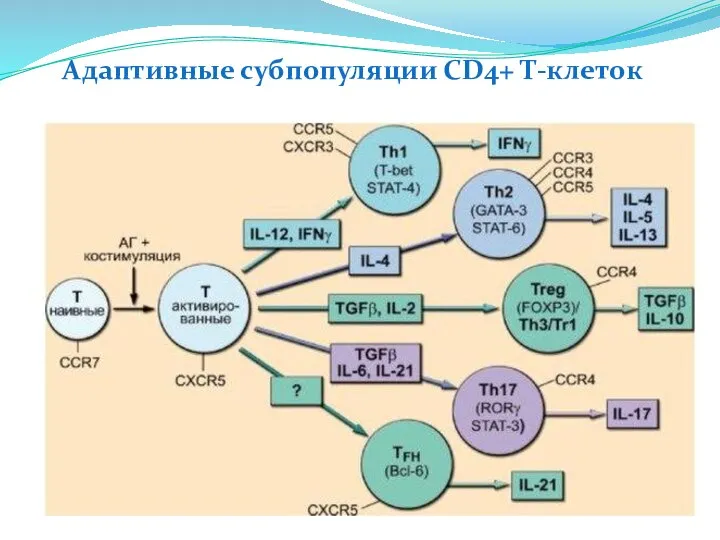 Адаптивные субпопуляции CD4+ Т-клеток