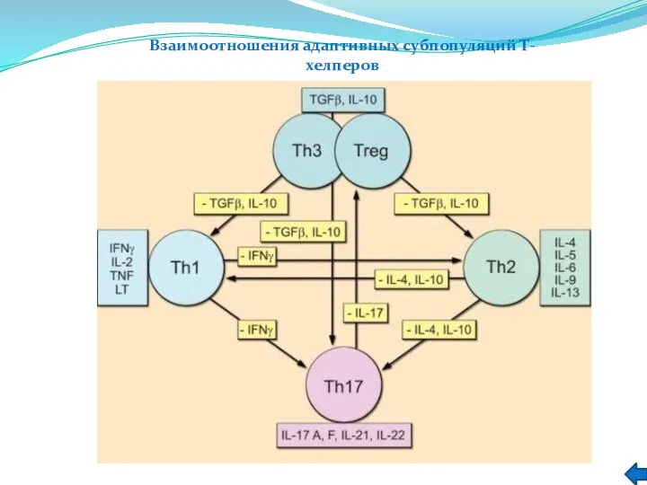 Взаимоотношения адаптивных субпопуляций Т-хелперов