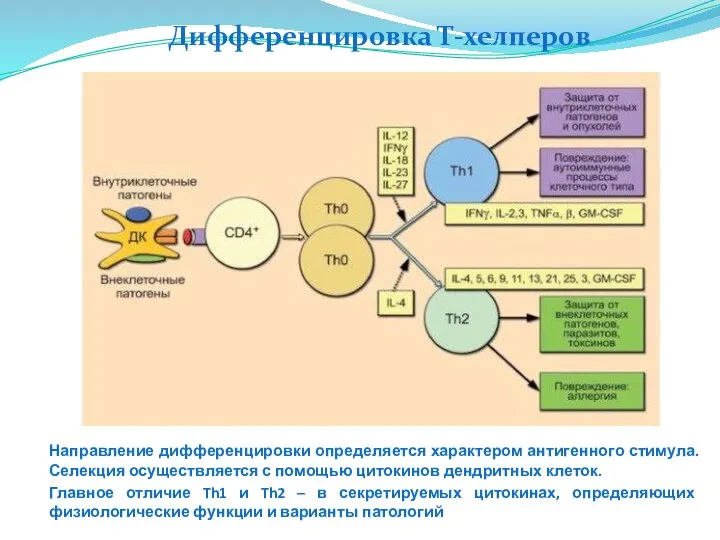 Дифференцировка Т-хелперов Направление дифференцировки определяется характером антигенного стимула. Селекция осуществляется с