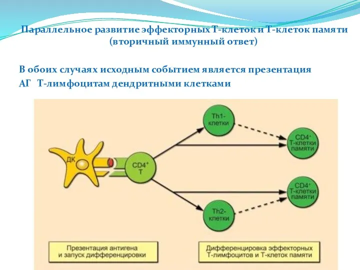 Параллельное развитие эффекторных Т-клеток и Т-клеток памяти (вторичный иммунный ответ) В