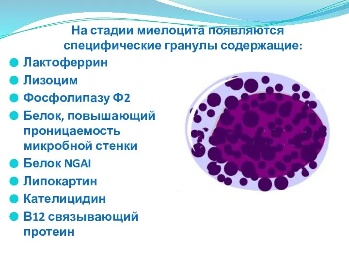 Лактоферрин Лизоцим Фосфолипазу Ф2 Белок, повышающий проницаемость микробной стенки Белок NGAI