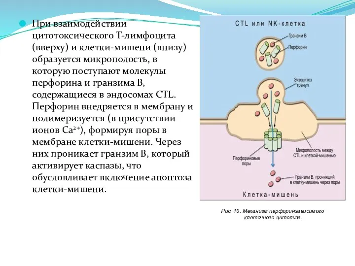 При взаимодействии цитотоксического Т-лимфоцита (вверху) и клетки-мишени (внизу) образуется микрополость, в