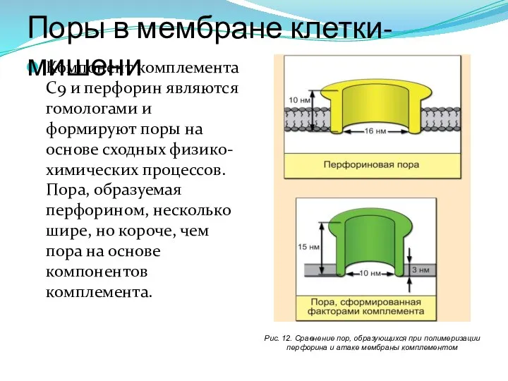 Компонент комплемента С9 и перфорин являются гомологами и формируют поры на