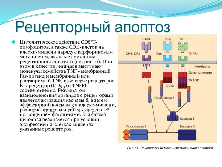 Рецепторный апоптоз Цитолитическое действие СD8+Т-лимфоцитов, а также CD4--клеток на клетки-мишени наряду