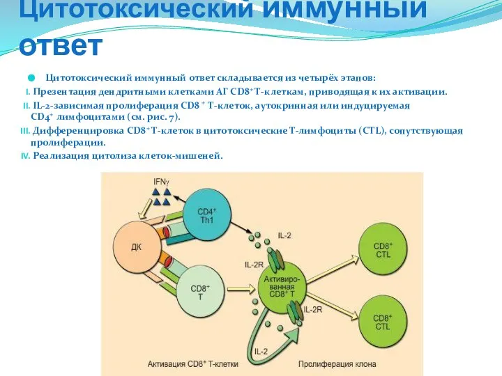 Цитотоксический иммунный ответ Цитотоксический иммунный ответ складывается из четырёх этапов: Презентация