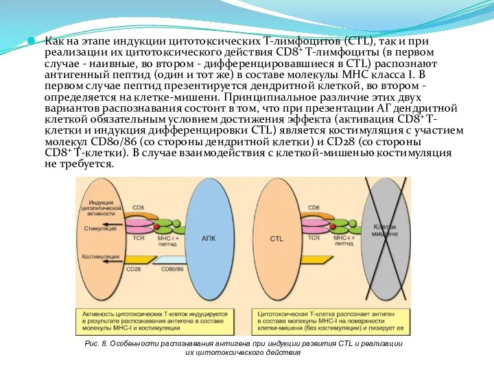 Как на этапе индукции цитотоксических Т-лимфоцитов (CTL), так и при реализации