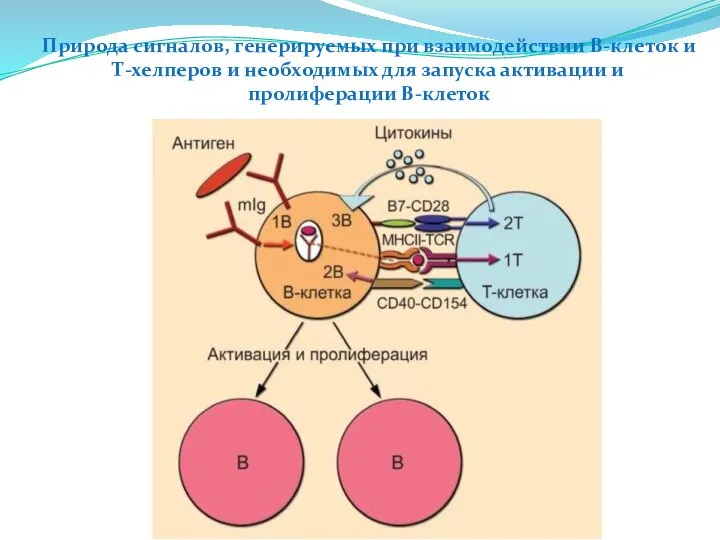 Природа сигналов, генерируемых при взаимодействии В-клеток и Т-хелперов и необходимых для запуска активации и пролиферации В-клеток