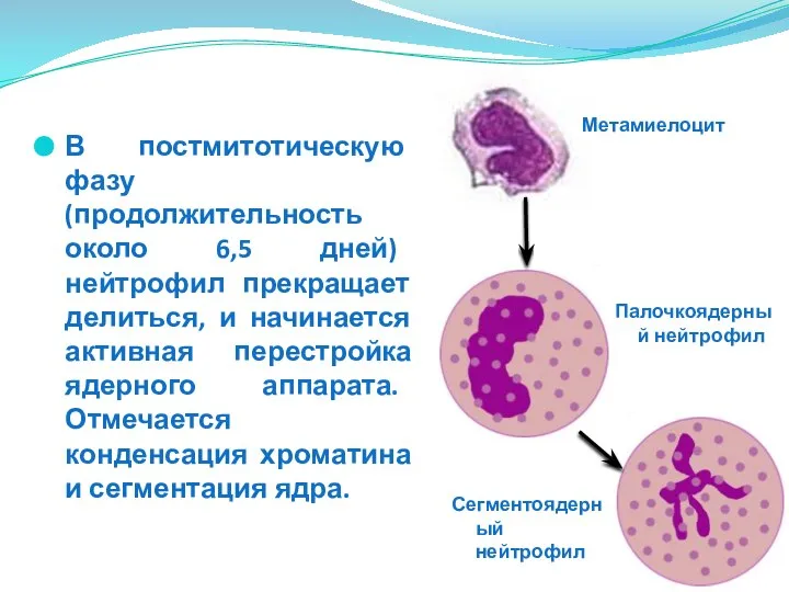В постмитотическую фазу (продолжительность около 6,5 дней) нейтрофил прекращает делиться, и