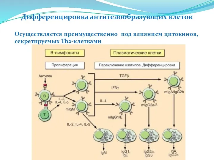 Дифференцировка антителообразующих клеток Осуществляется преимущественно под влиянием цитокинов, секретируемых Th2-клетками