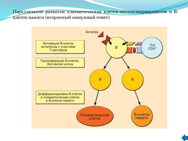 Параллельное развитие плазматических клеток-антителопродуцентов и В-клеток памяти (вторичный иммунный ответ)