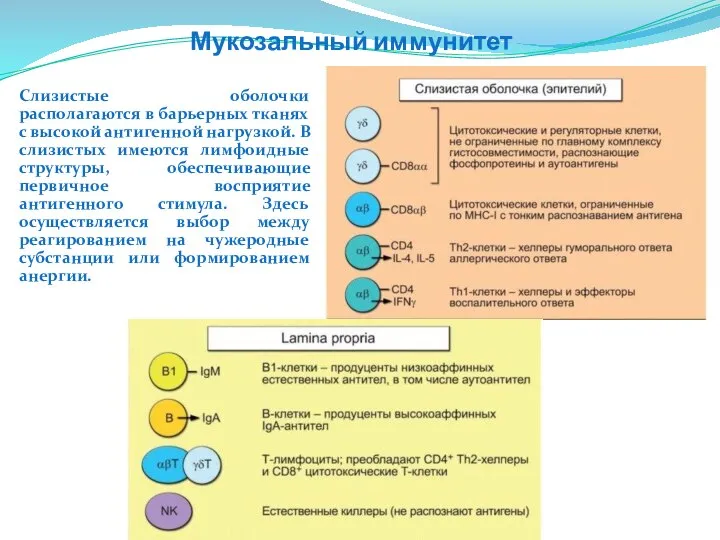 Мукозальный иммунитет Слизистые оболочки располагаются в барьерных тканях с высокой антигенной