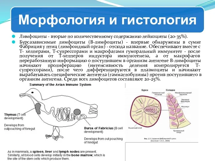 Лимфоциты - вторые по количественному содержанию лейкоциты (20-35%). Бурсазависимые лимфоциты (В-лимфоциты)