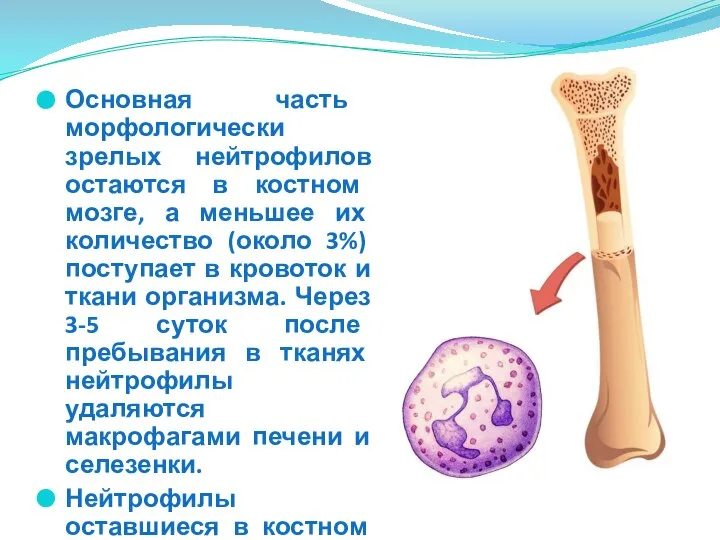 Основная часть морфологически зрелых нейтрофилов остаются в костном мозге, а меньшее