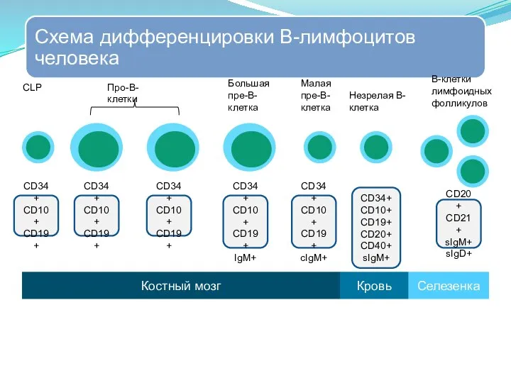 CD34+ CD10+ CD19+ CD34+ CD10+ CD19+ CD34+ CD10+ CD19+ IgM+ CD34+