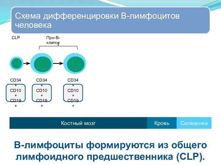 CD34+ CD10+ CD19+ CD34+ CD10+ CD19+ CD34+ CD10+ CD19+ Костный мозг