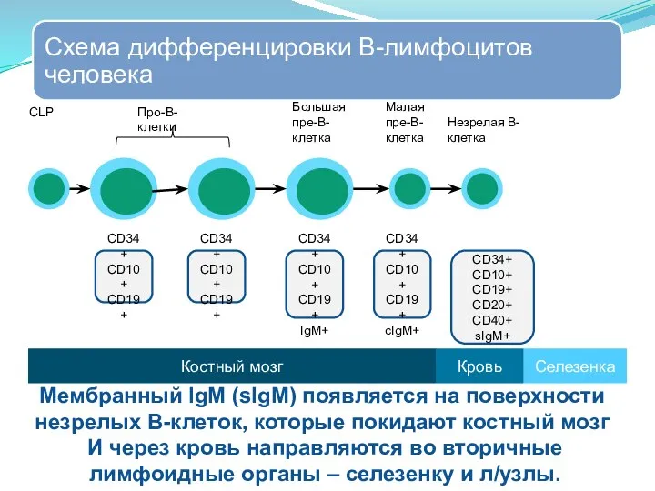 CD34+ CD10+ CD19+ cIgM+ CD34+ CD10+ CD19+ CD20+ CD40+ sIgM+ Костный