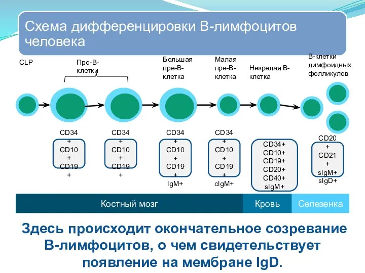 CD34+ CD10+ CD19+ CD20+ CD40+ sIgM+ CD20+ CD21+ sIgM+ sIgD+ Костный