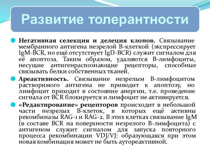 Негативная селекция и делеция клонов. Связывание мембранного антигена незрелой B-клеткой (экспрессирует