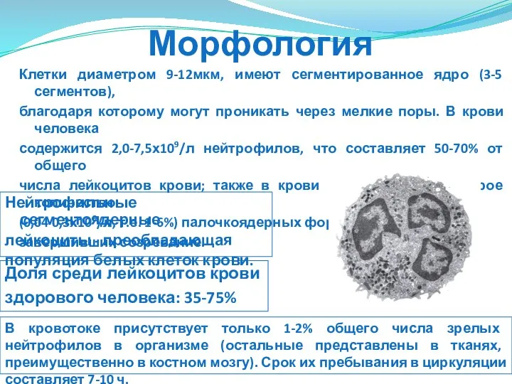 Морфология Нейтрофильные сегментоядерные лейкоциты - преобладающая популяция белых клеток крови. Клетки