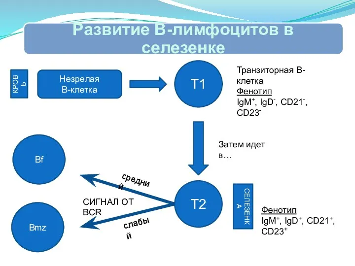 Незрелая В-клетка КРОВЬ Т1 Транзиторная В-клетка Фенотип IgM+, IgD-, CD21-, CD23-