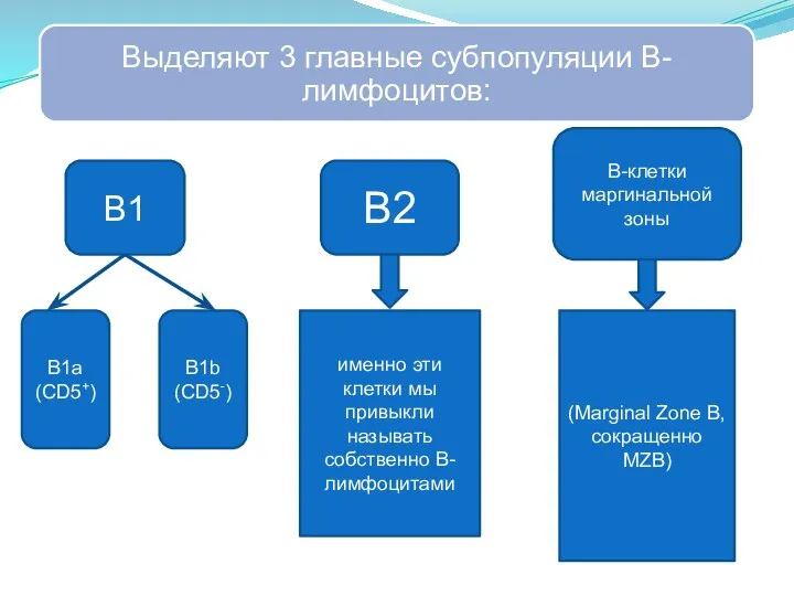 В1 В2 В-клетки маргинальной зоны именно эти клетки мы привыкли называть