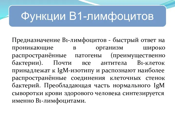 Предназначение B1-лимфоцитов - быстрый ответ на проникающие в организм широко распространённые