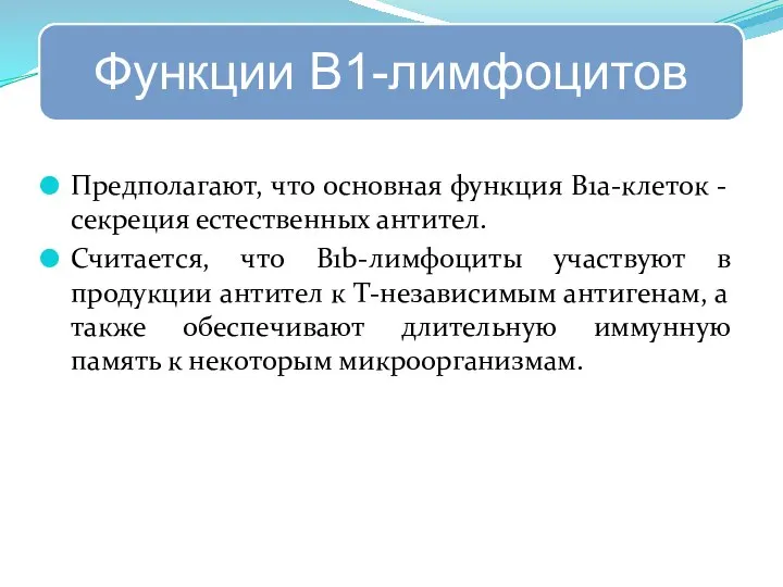 Предполагают, что основная функция B1a-клеток - секреция естественных антител. Считается, что