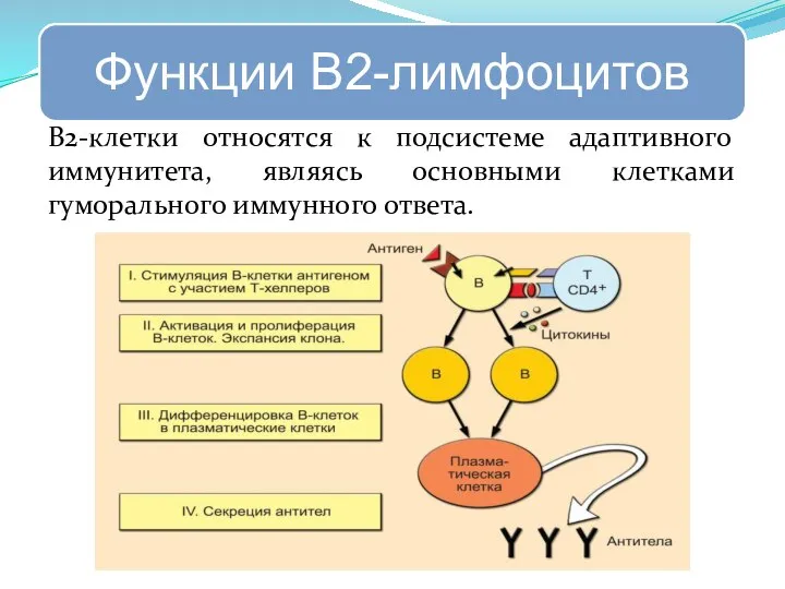 В2-клетки относятся к подсистеме адаптивного иммунитета, являясь основными клетками гуморального иммунного ответа.