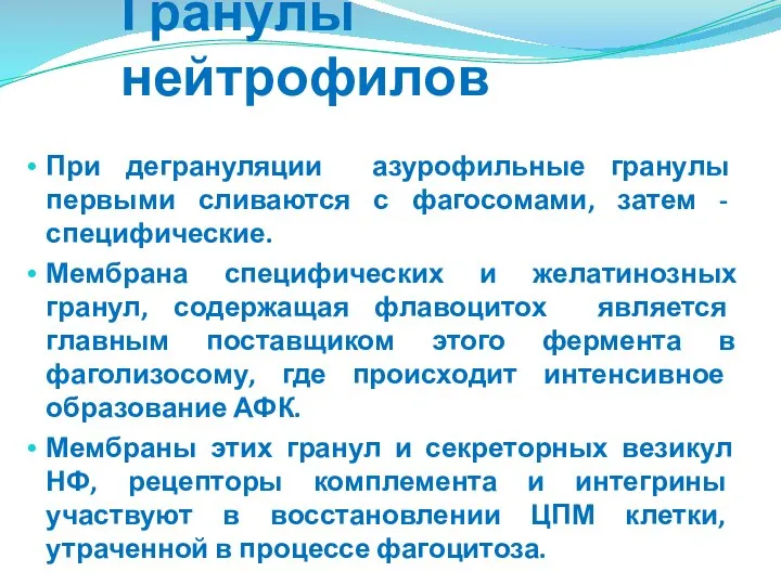 Гранулы нейтрофилов При дегрануляции азурофильные гранулы первыми сливаются с фагосомами, затем