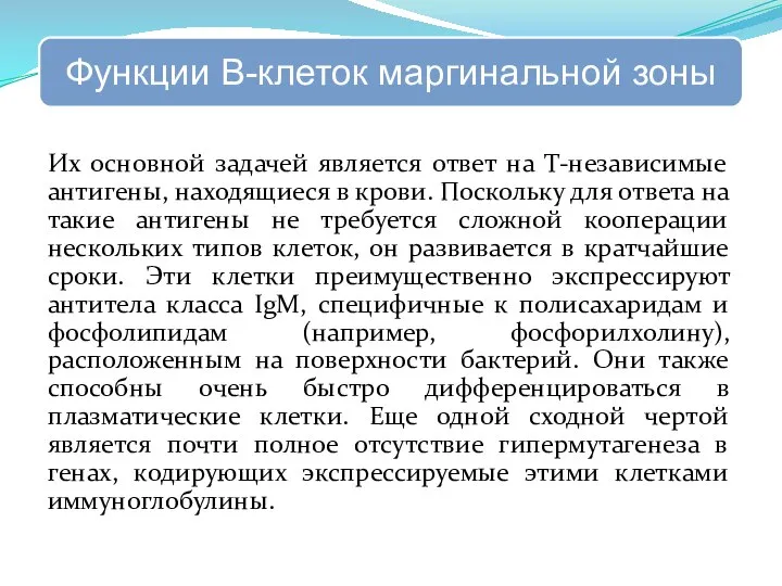 Их основной задачей является ответ на Т-независимые антигены, находящиеся в крови.