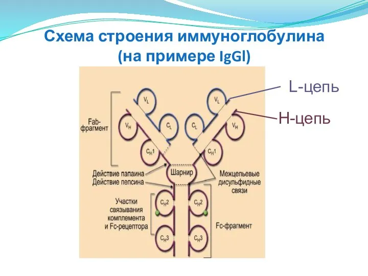 Схема строения иммуноглобулина (на примере IgGl) L-цепь H-цепь