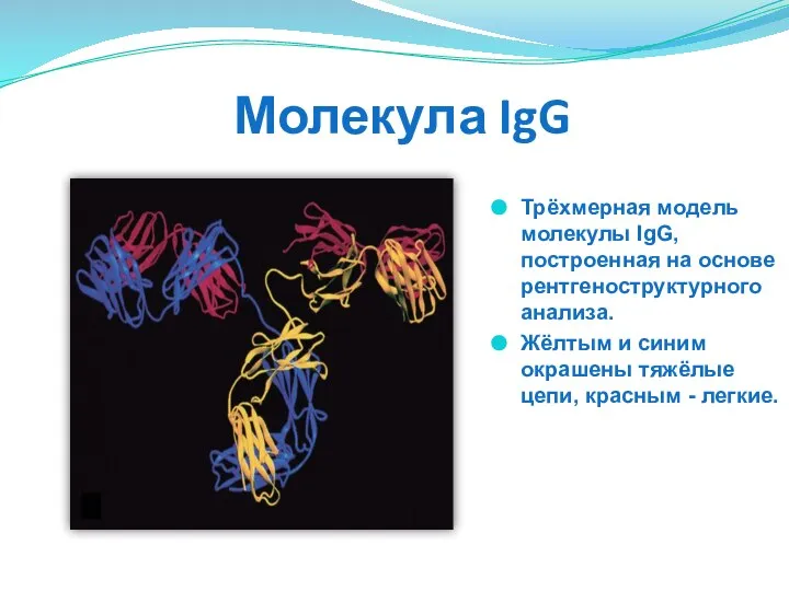 Молекула IgG Трёхмерная модель молекулы IgG, построенная на основе рентгеноструктурного анализа.