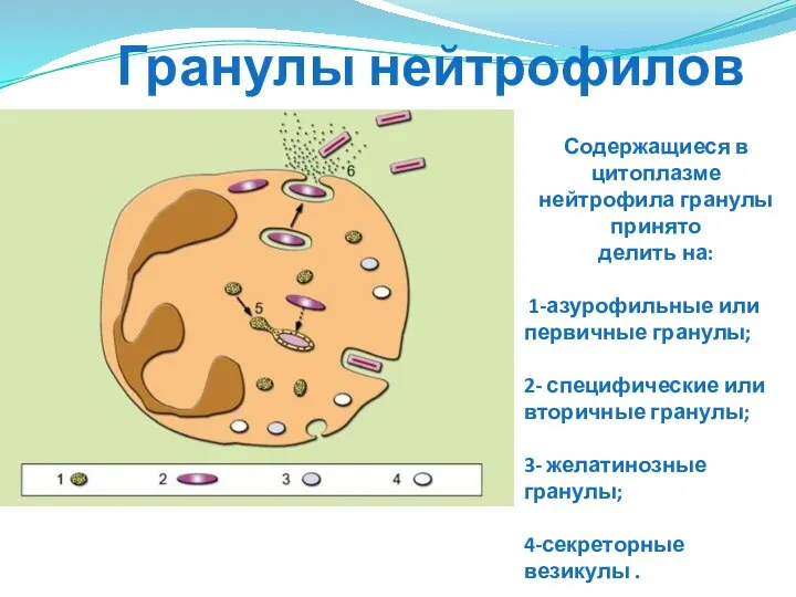 Гранулы нейтрофилов Содержащиеся в цитоплазме нейтрофила гранулы принято делить на: 1-азурофильные