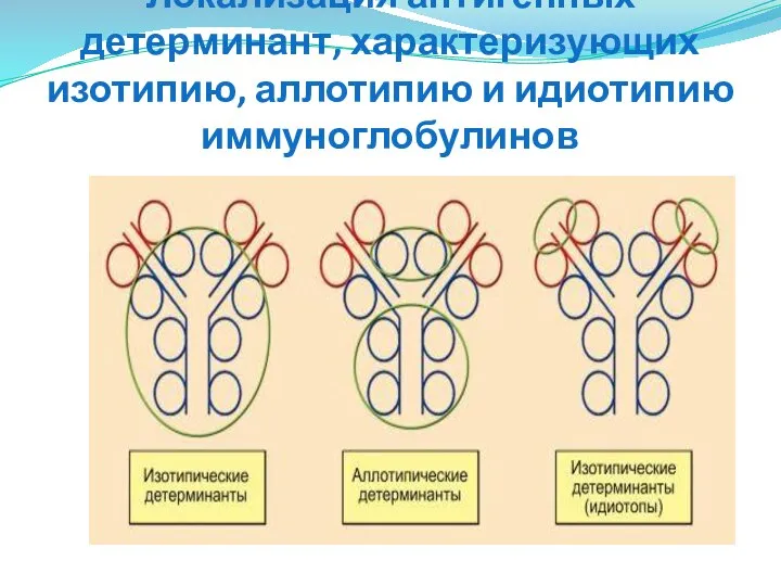 Локализация антигенных детерминант, характеризующих изотипию, аллотипию и идиотипию иммуноглобулинов