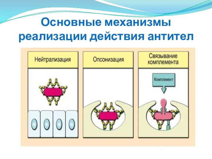 Основные механизмы реализации действия антител