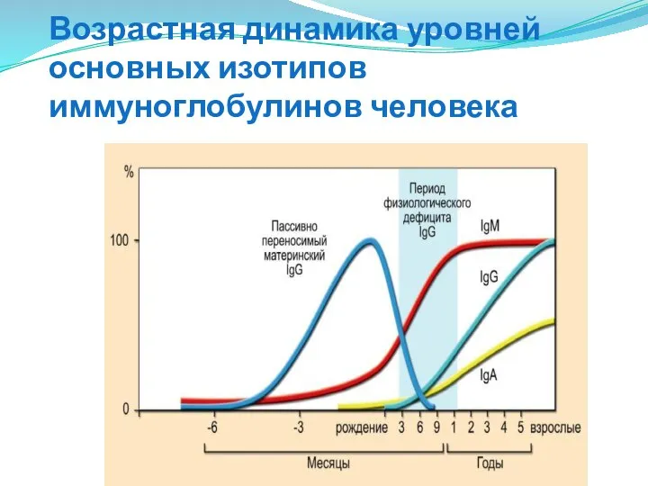 Возрастная динамика уровней основных изотипов иммуноглобулинов человека