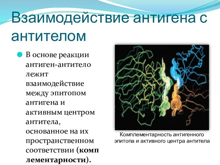 Взаимодействие антигена с антителом В основе реакции антиген-антитело лежит взаимодействие между