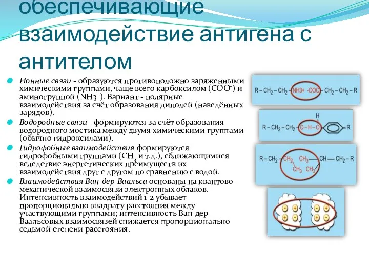 Нековалентные связи, обеспечивающие взаимодействие антигена с антителом Ионные связи - образуются