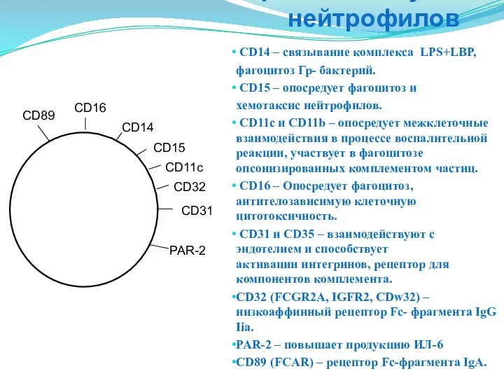 СD14 – связывание комплекса LPS+LBP, фагоцитоз Гр- бактерий. CD15 – опосредует