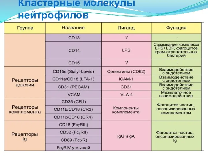 Кластерные молекулы нейтрофилов