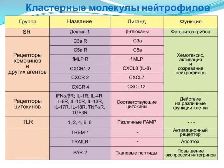 Кластерные молекулы нейтрофилов