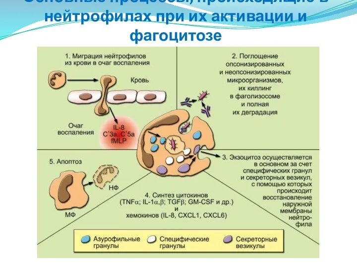 Основные процессы, происходящие в нейтрофилах при их активации и фагоцитозе