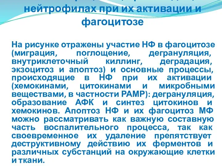 На рисунке отражены участие НФ в фагоцитозе (миграция, поглощение, дегрануляция, внутриклеточный