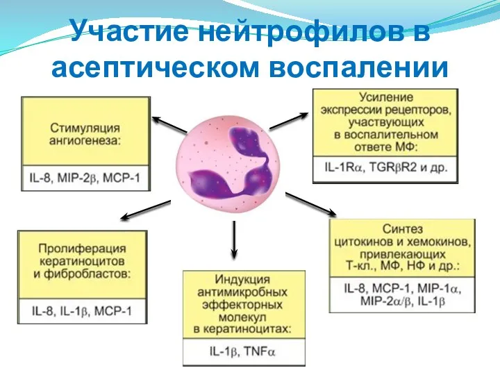 Участие нейтрофилов в асептическом воспалении